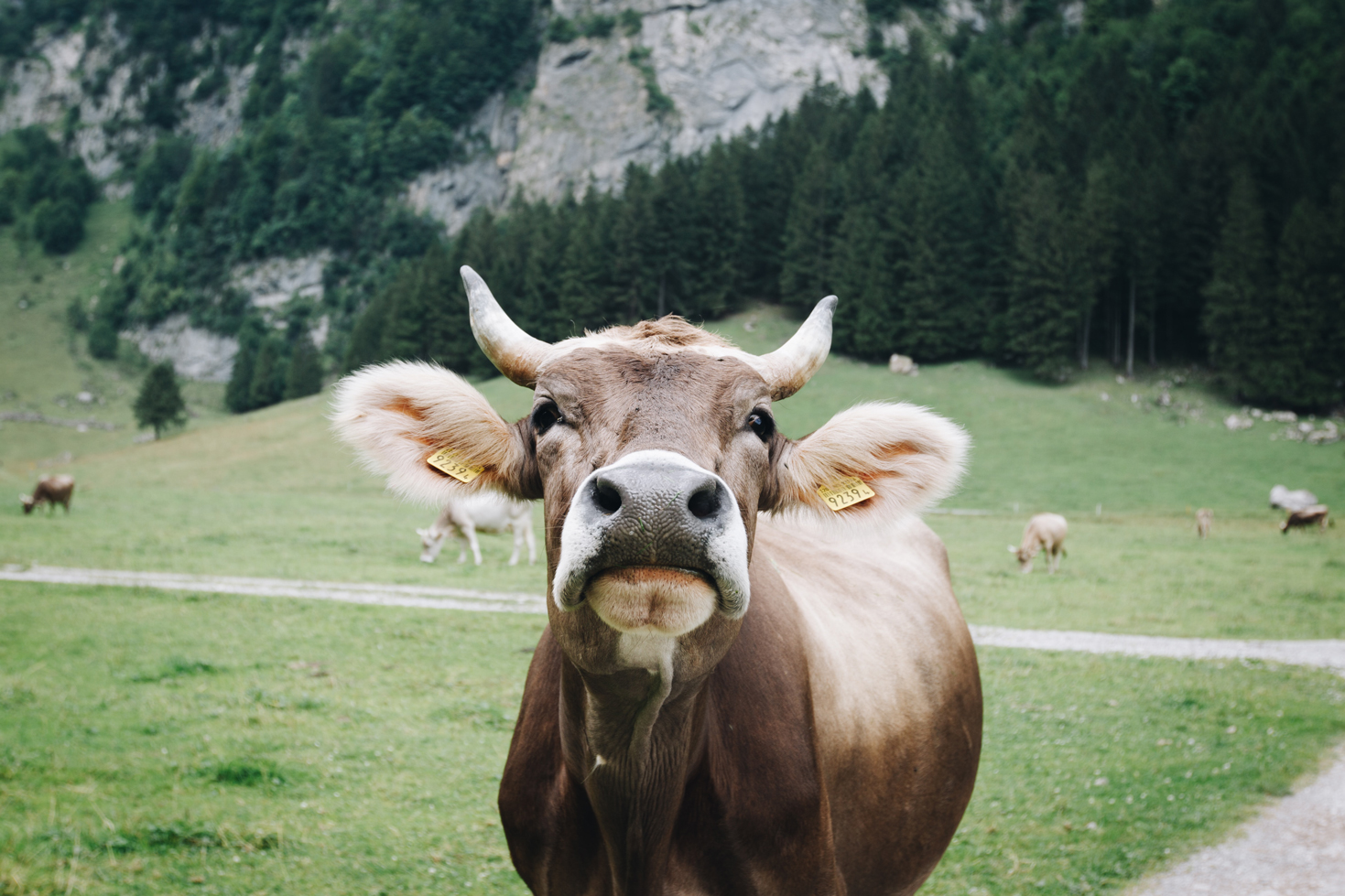 Vache brune sympa