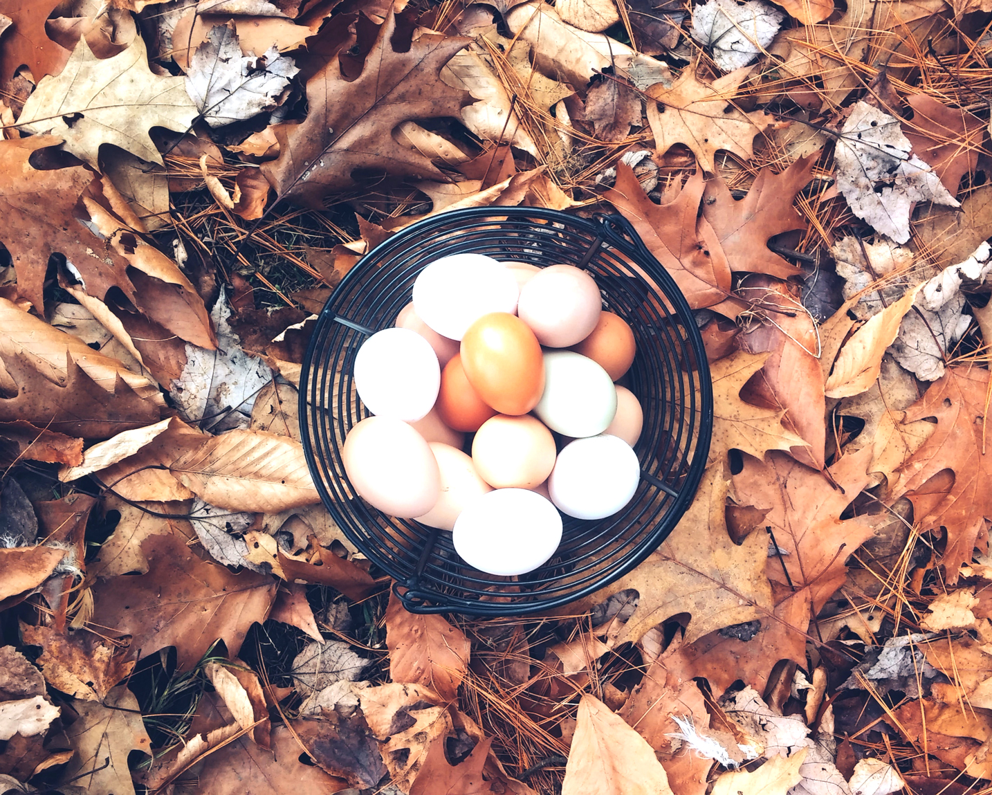 Frische Eier von glücklichen Hühnern