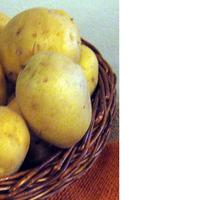 Charlotte ist die beliebteste, meistverkaufte festkochende Kartoffelsorte der Schweiz.
Sie besticht für Kartoffelsalat, Gschwellti, Backprodukte
Die Knollen sind normale grösse und somit überall verwendbar.
Diese Kartoffeln sind infolge ihrer tiefgelben Farbe auch für das Auge ein Genuss.